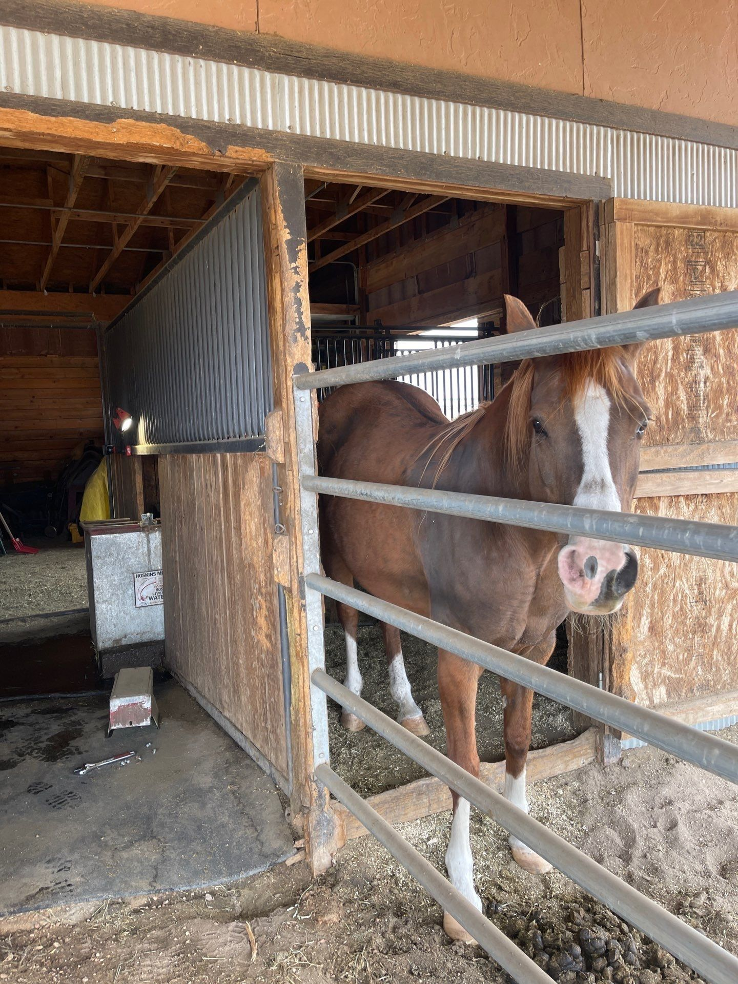 Brown horse standing in a barn stall, facing the camera behind metal rails