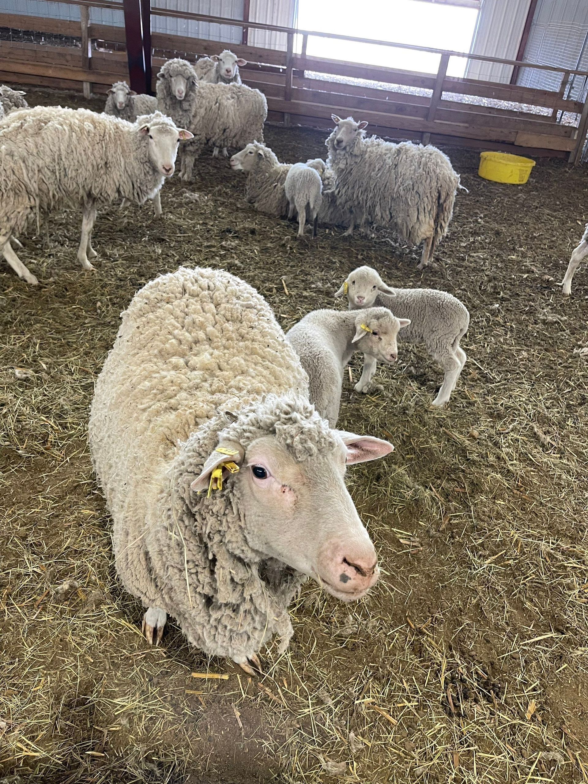 Sheep standing in a straw-covered pen, with one white sheep in the foreground and others behind.