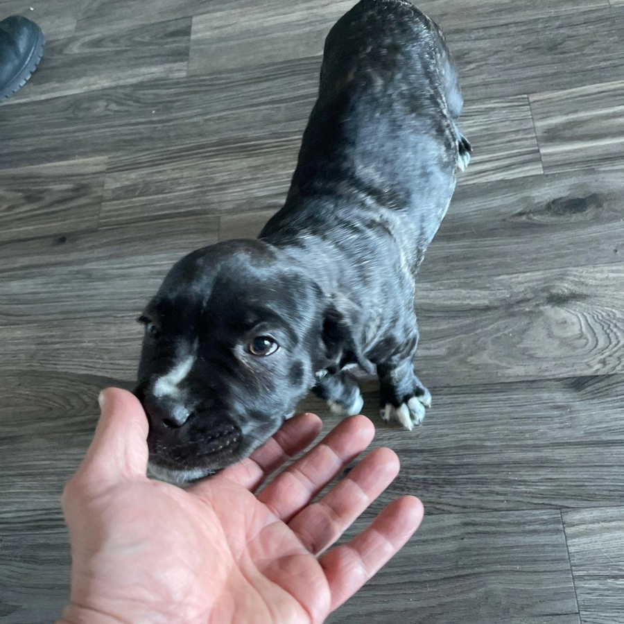 Small black brindle puppy sniffing a person’s hand on a gray wood floor