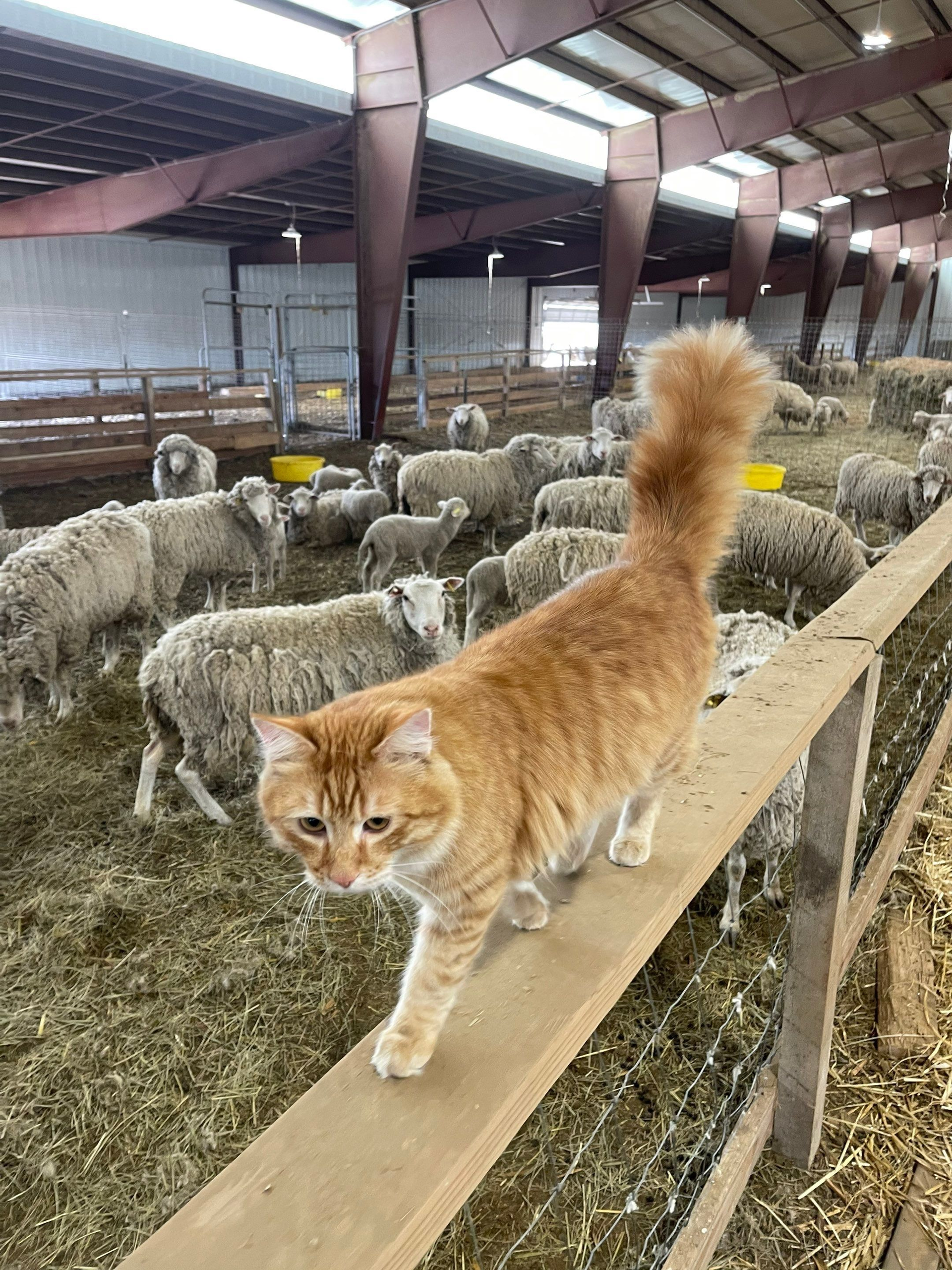 Orange cat walking a beam above sheep in a barn