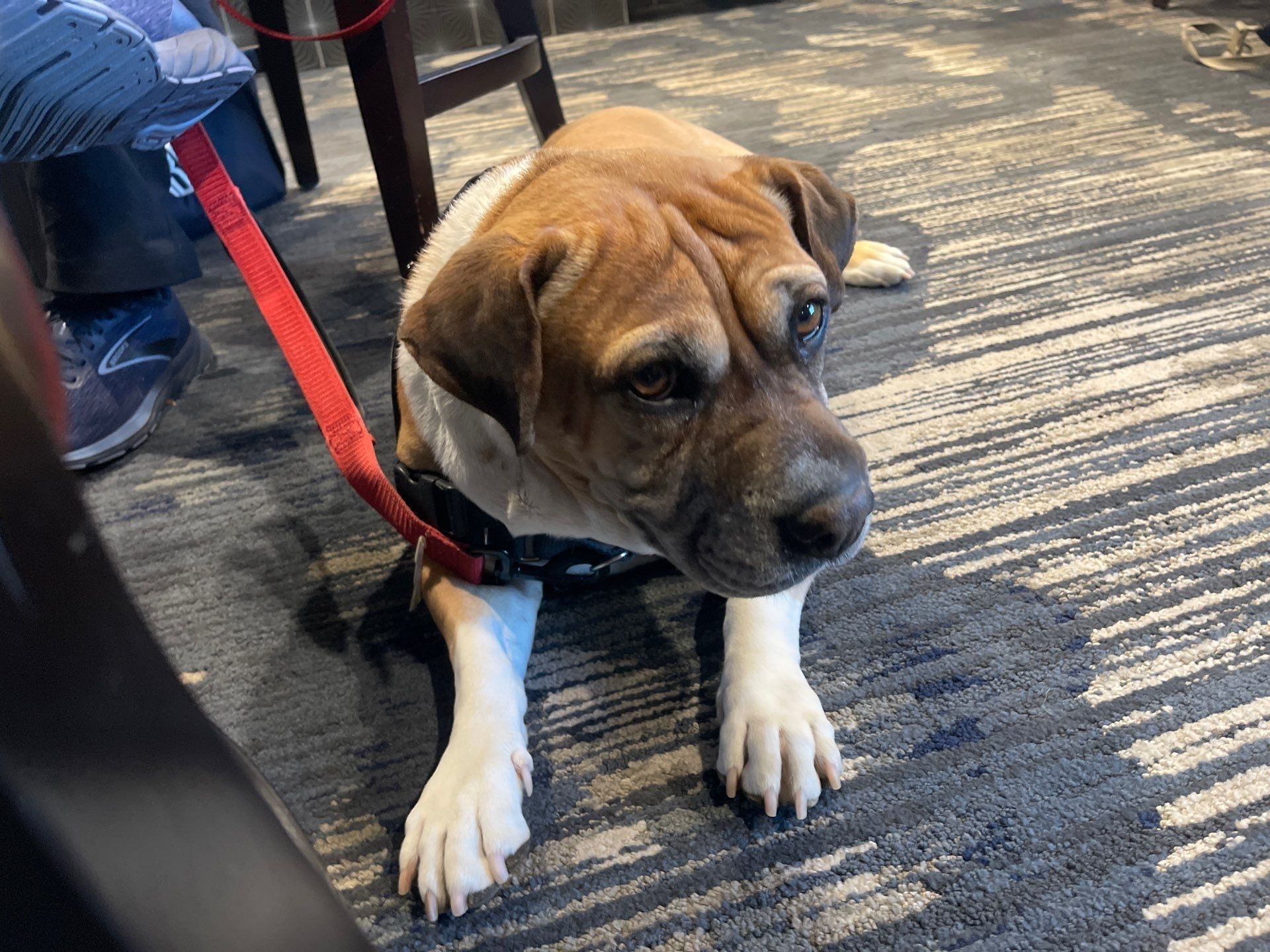 Brown and black dog on a red leash sitting on a patterned rug outdoors