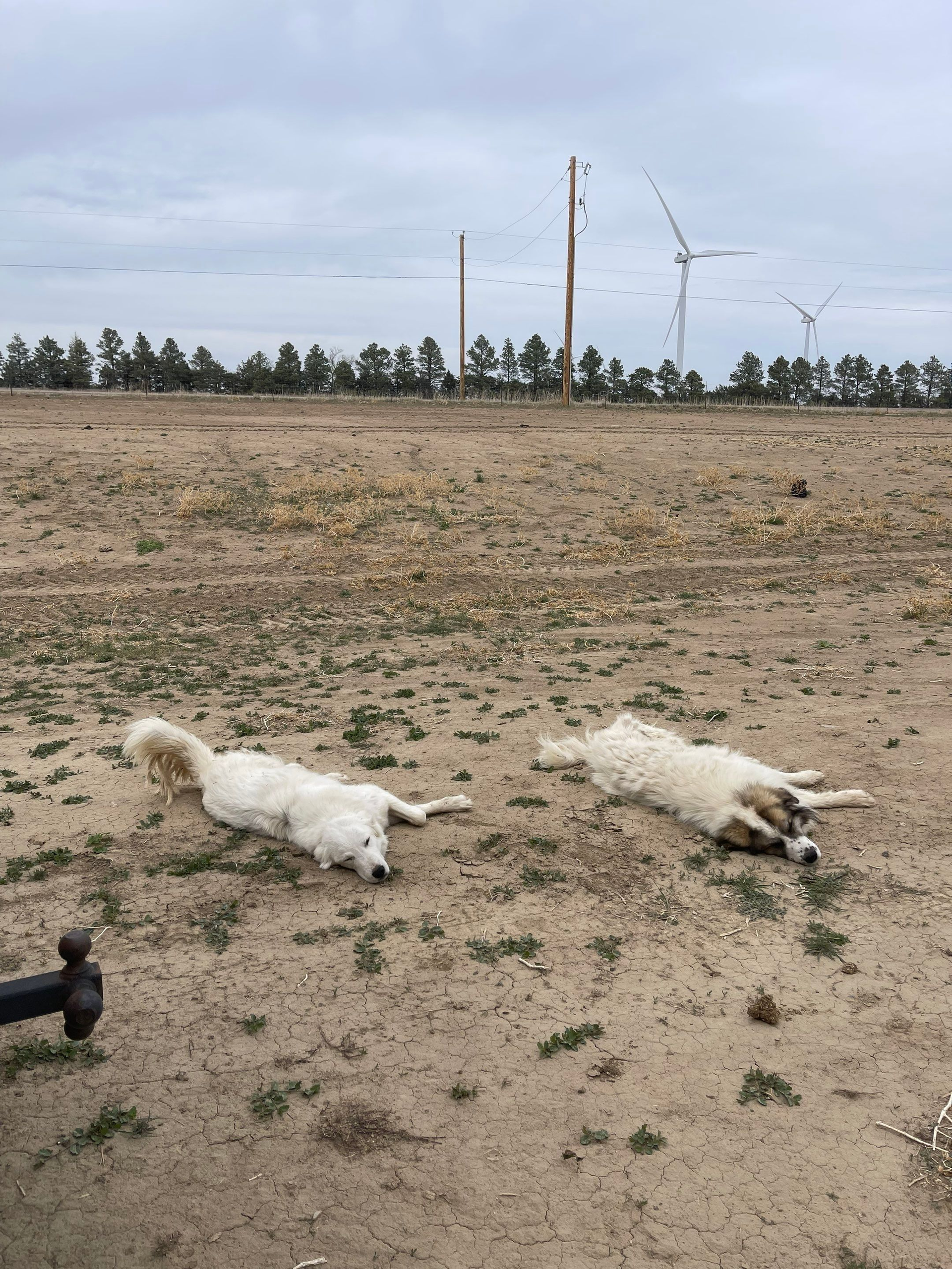 Two white dogs lying in a dry, open field with a line of trees and utility poles in the distance