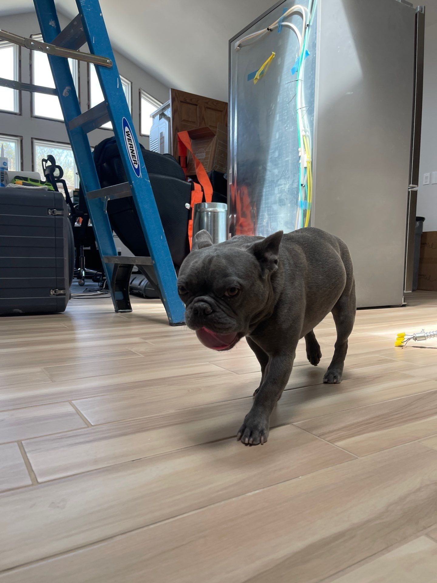 Small black dog walking on a light wood floor in a cluttered indoor room, with a blue ladder in the background
