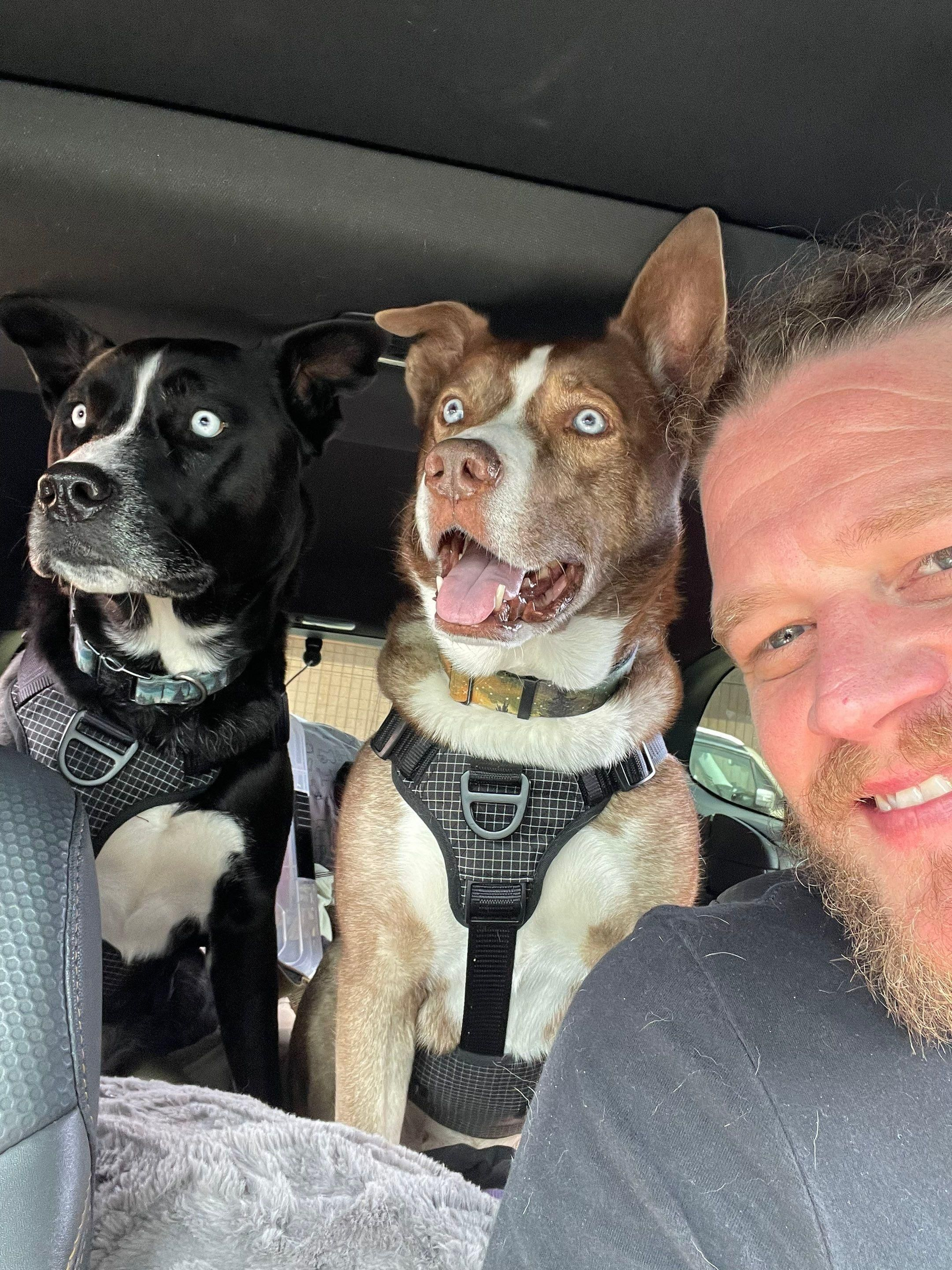 Two dogs in car seats beside a smiling man, all looking toward the camera