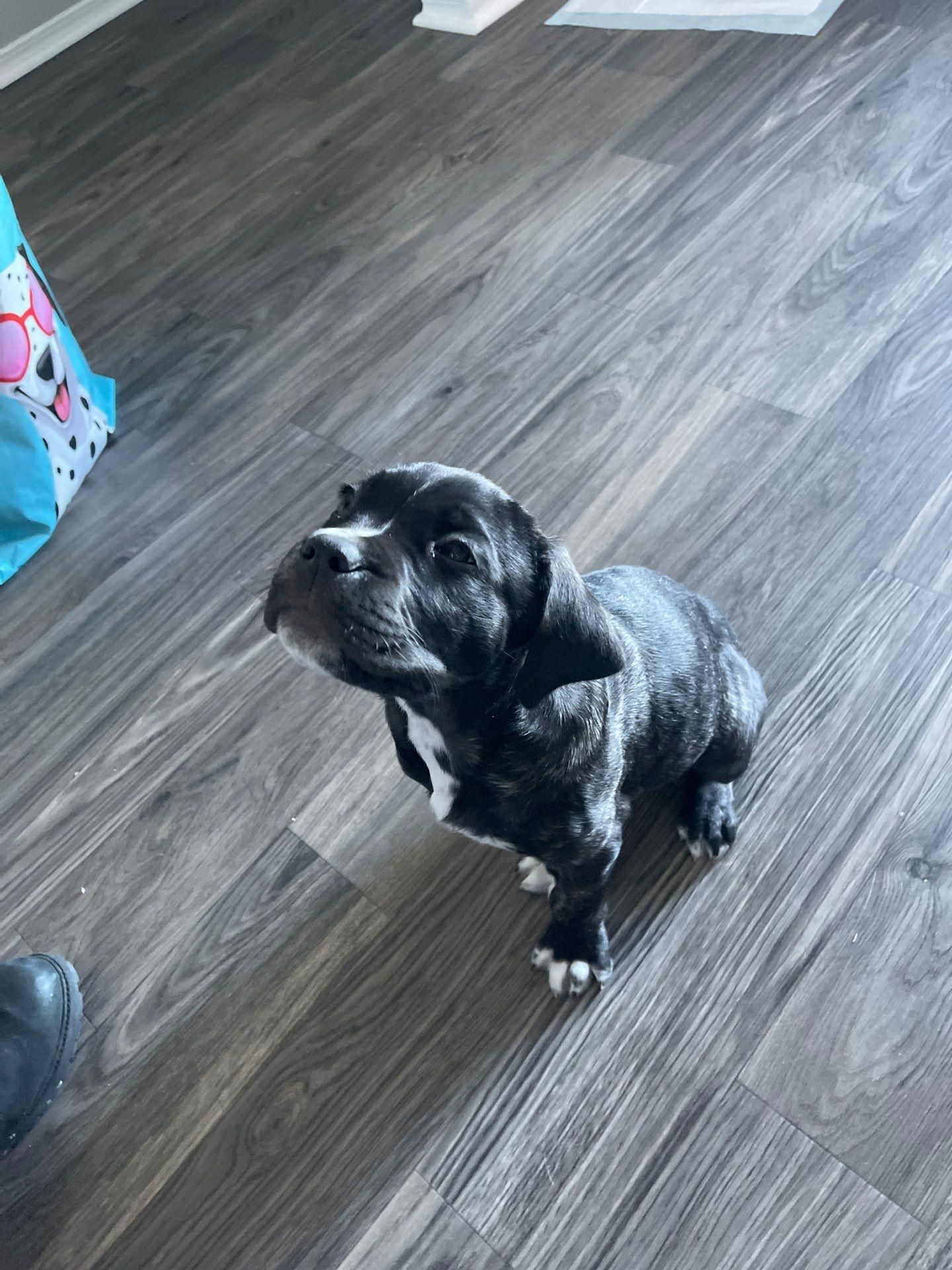 Small black-and-white dog sitting on a wood floor, looking up attentively.