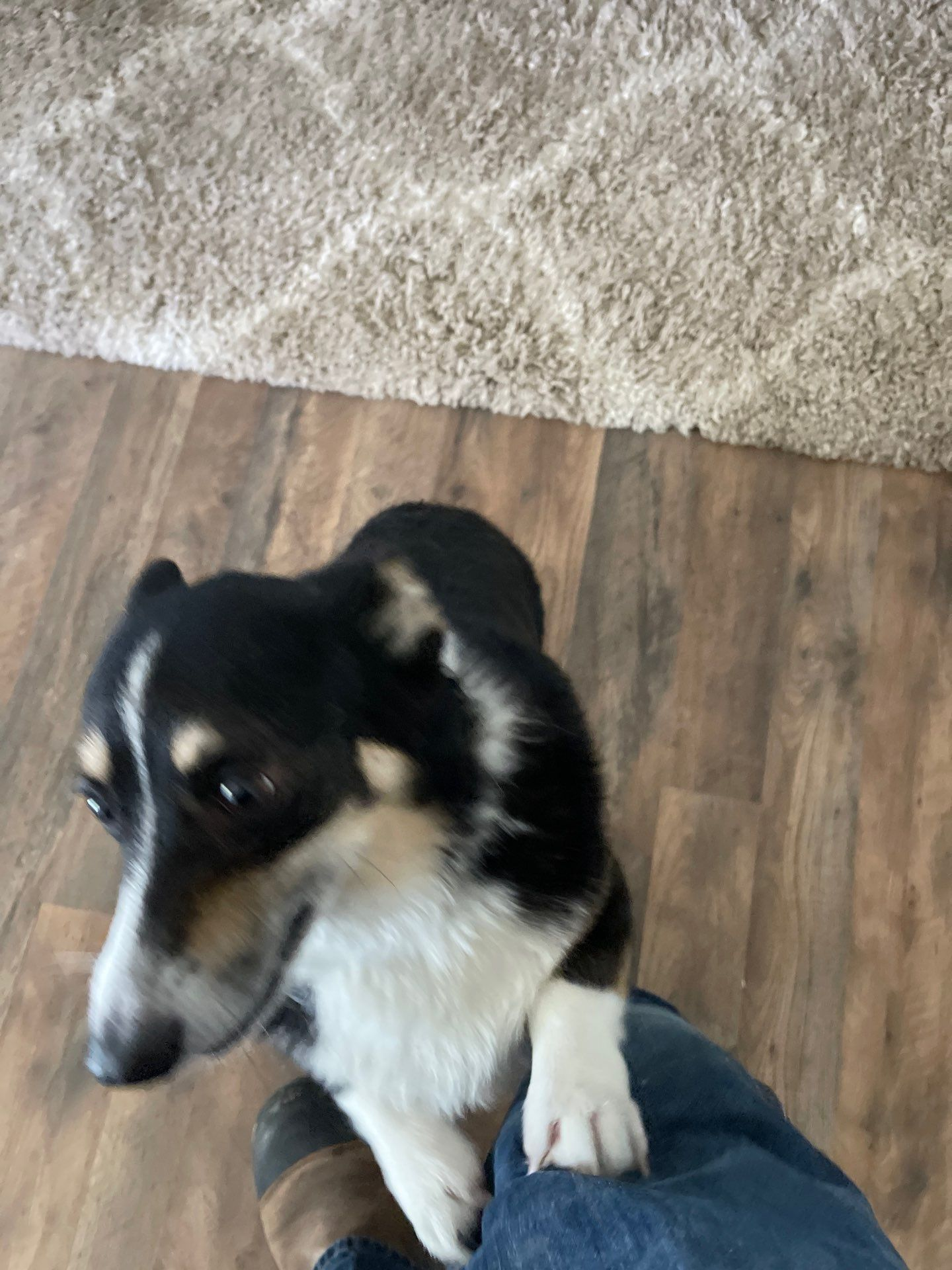 Black-and-white dog standing with paw on a person’s leg on a wood floor near a beige rug
