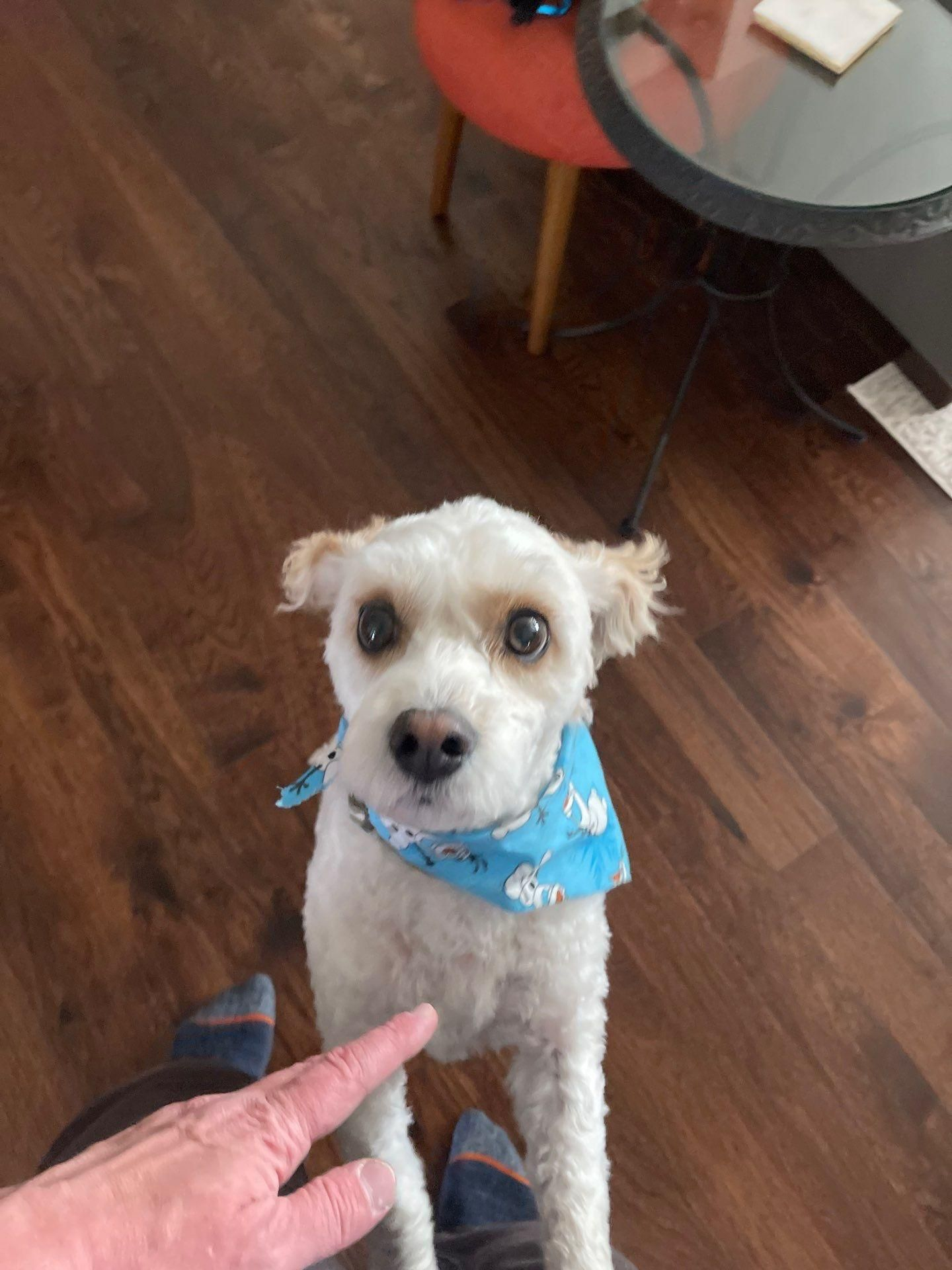 Small white dog in a blue bandana looking up indoors while a hand points at it