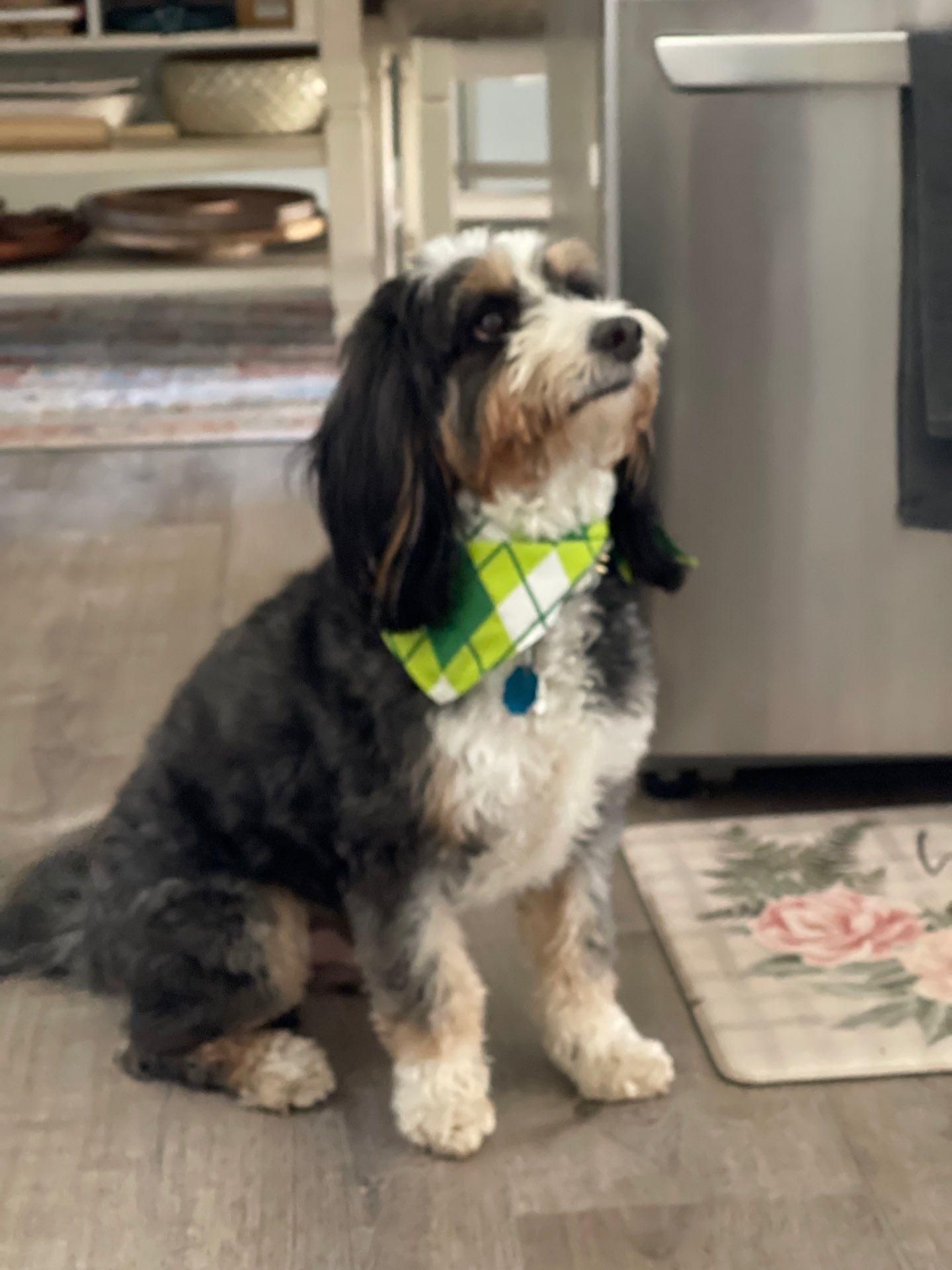 Small black-and-white dog wearing a green bandana sits on a kitchen floor near a refrigerator.