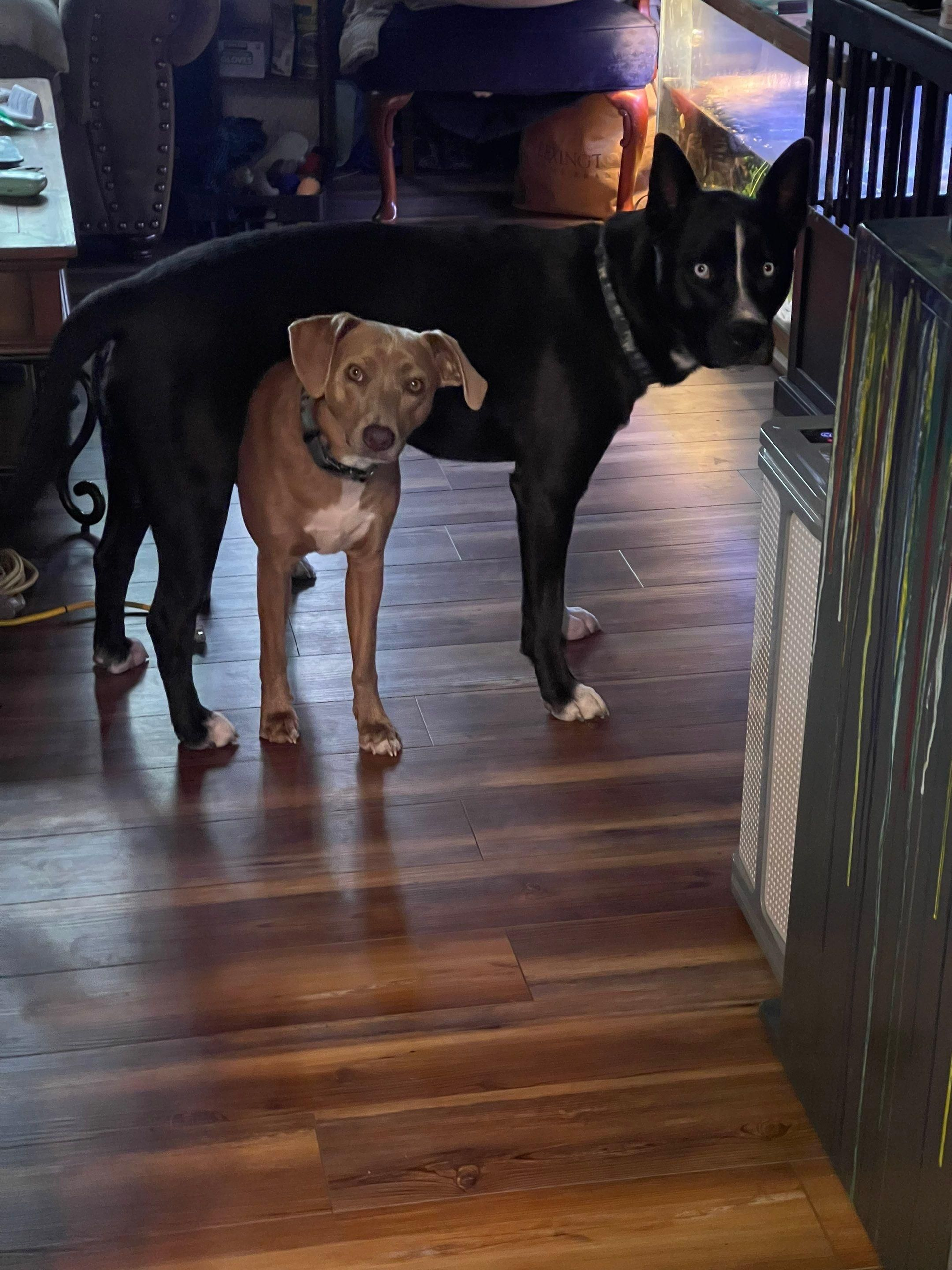 Two dogs standing indoors on a hardwood floor, one black and one brown, looking at the camera.