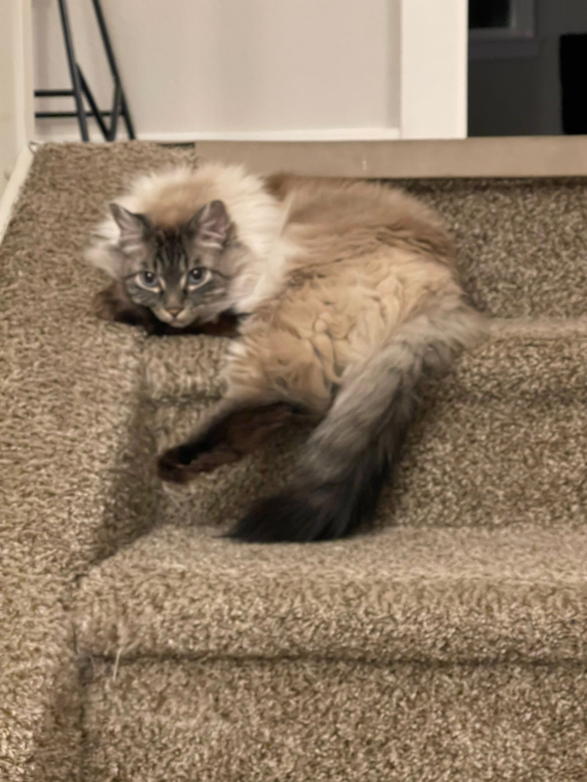 Fluffy gray cat lounging on carpeted stairs, looking toward the camera.