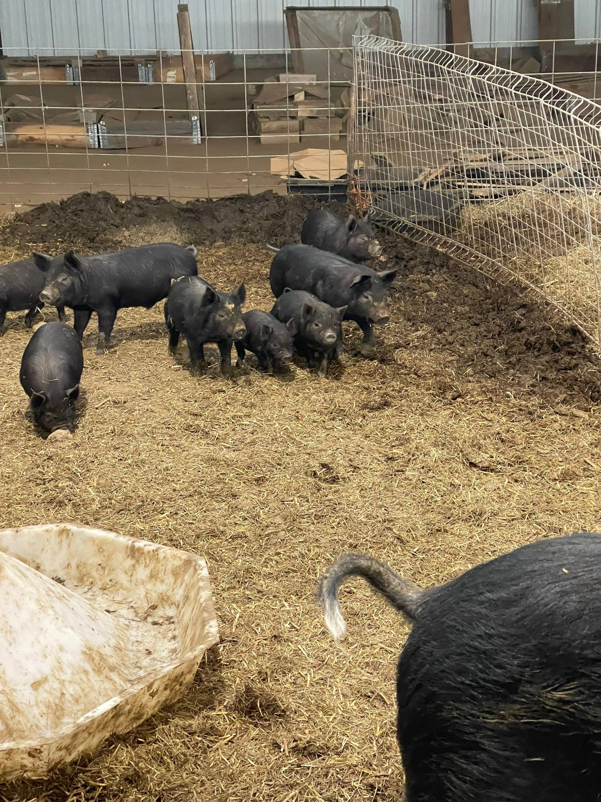 Black piglets in a muddy pen, one large pig in the foreground near a feed tub.