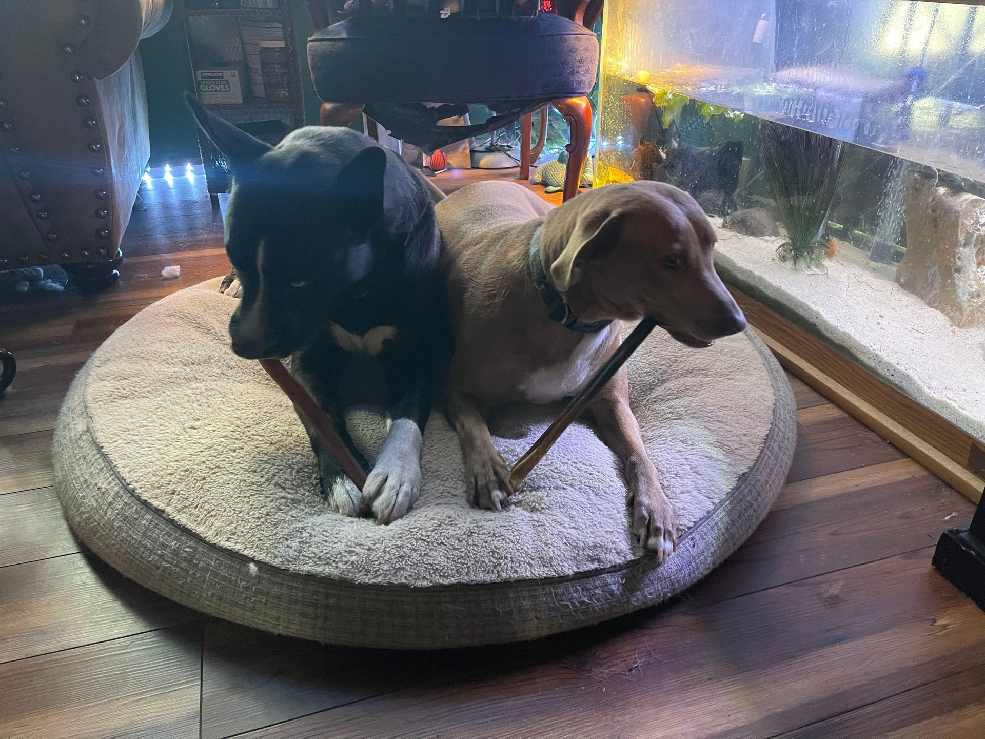 Black and tan dog and brown dog curled together on a round pet bed by an aquarium-like window.