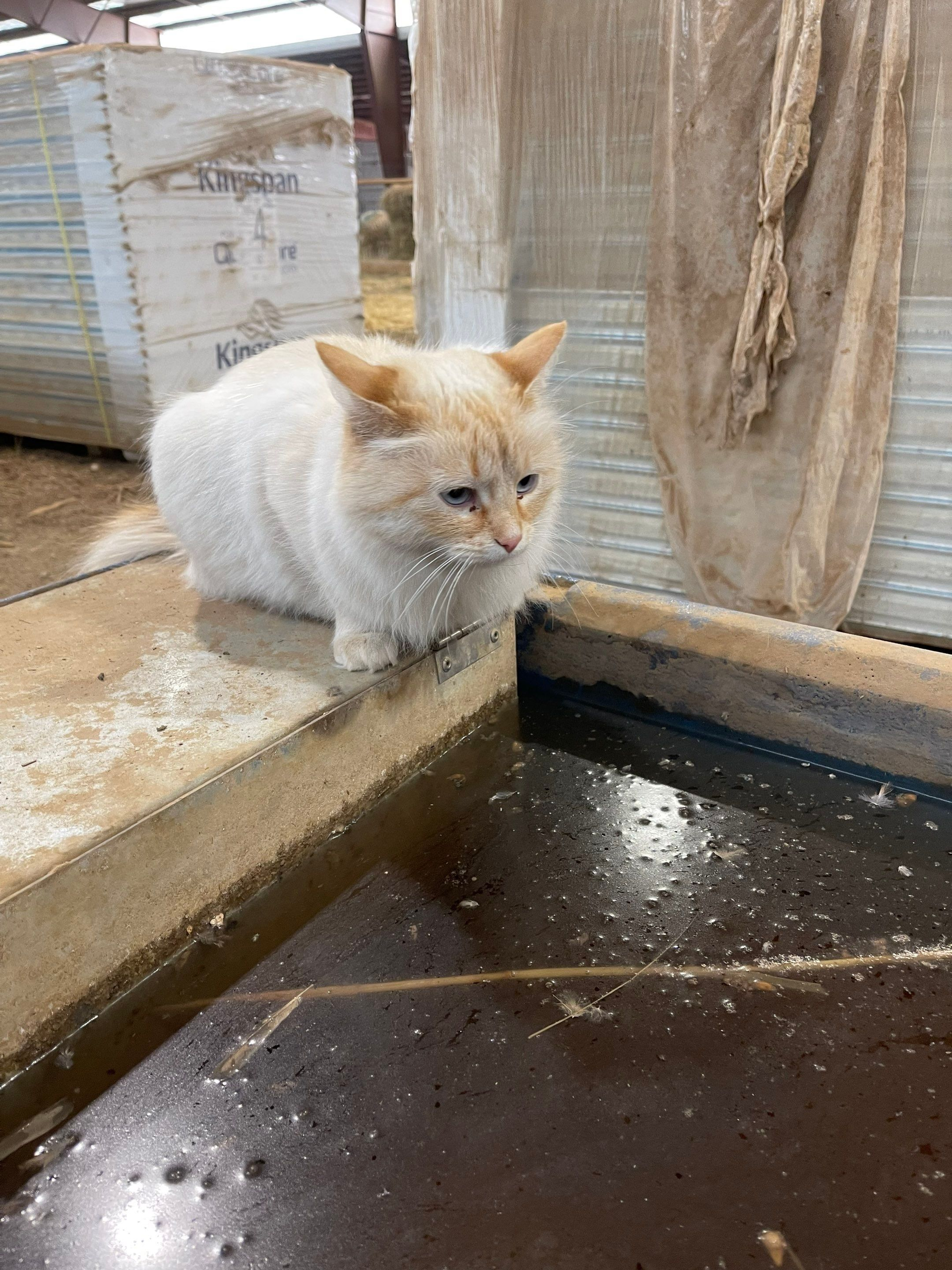 White fluffy cat sitting on a wet ledge beside a shallow pool outdoors