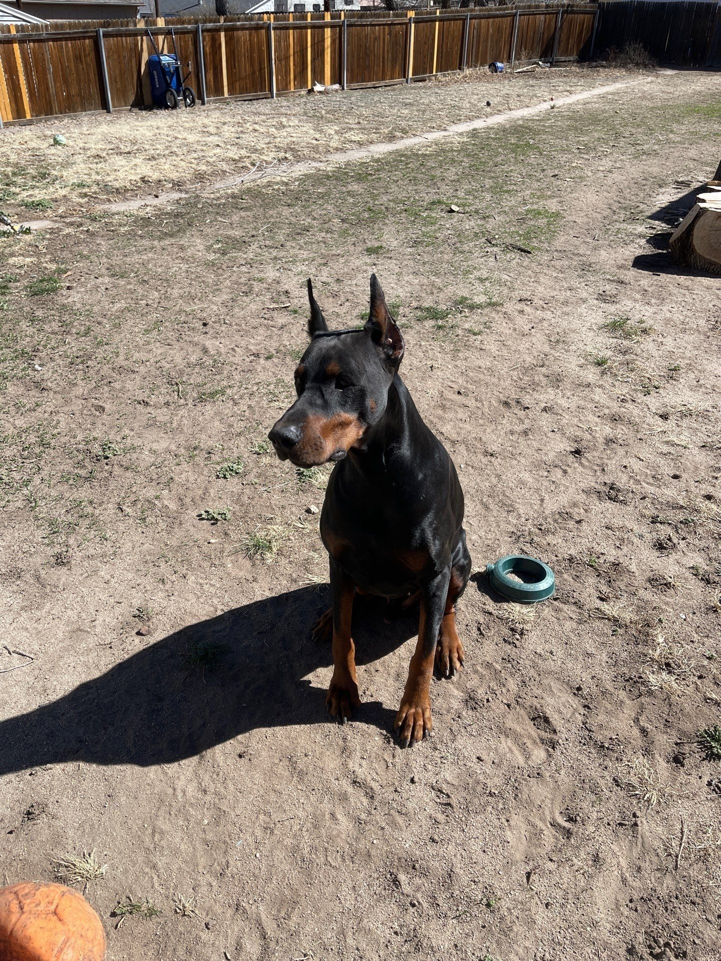 Black-and-tan Doberman sitting in a sunny dirt yard near a wooden fence and water bowl
