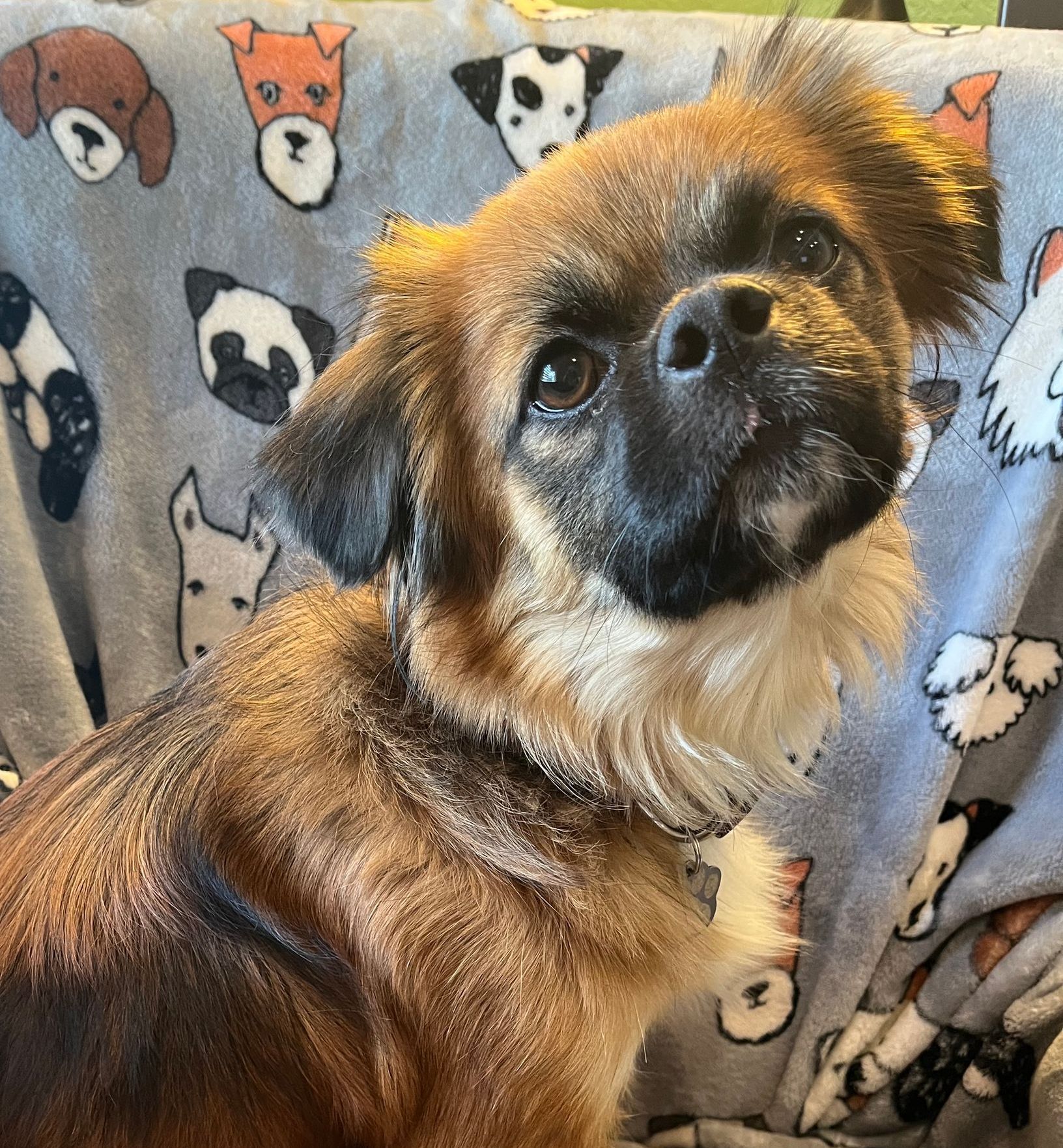 A small brown and white dog is sitting on a blanket with dogs on it.