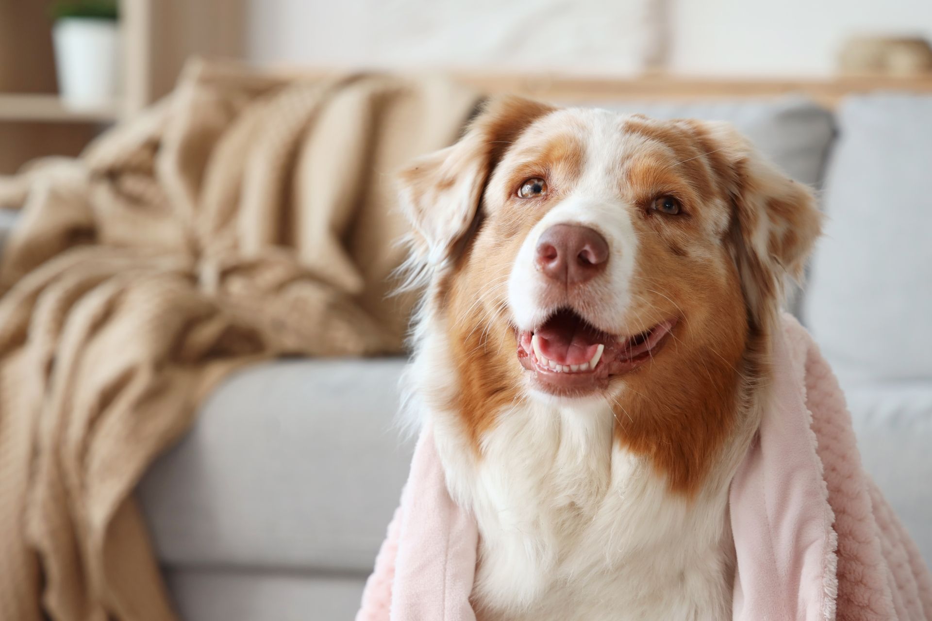 A dog wrapped in a pink towel is sitting on a couch.