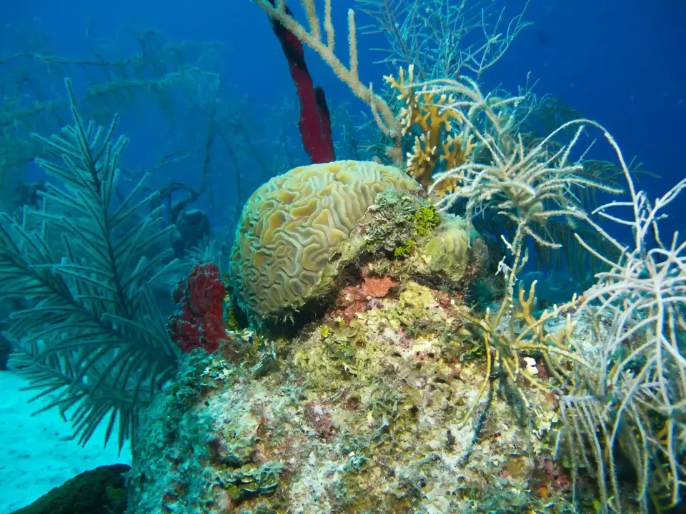 Arrecife de coral cerebro en el mar de San Andrés, ecosistema marino recomendado por el Hotel Delamar para vivir una experiencia natural única.