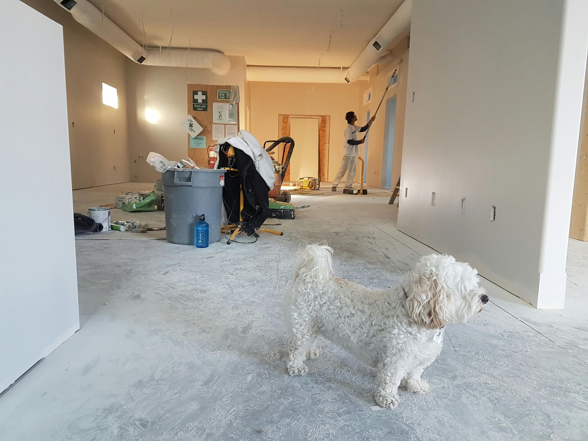 White dog stands in a room under renovation. Two workers paint the walls. Debris covers the floor.