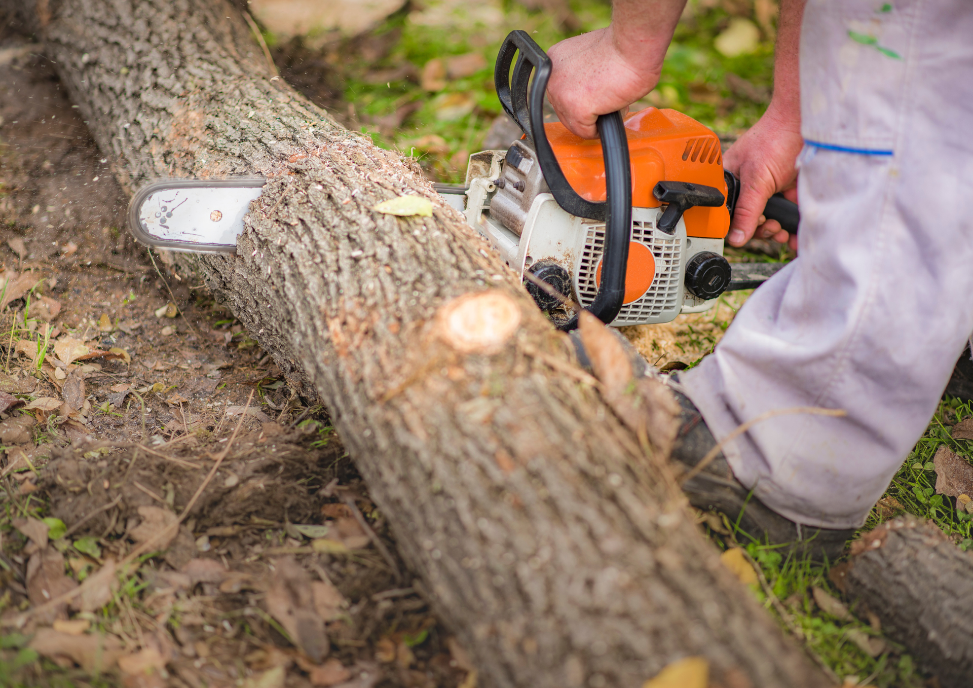 Dealing With Split or Cracked Trees: Expert Tree Care Advice