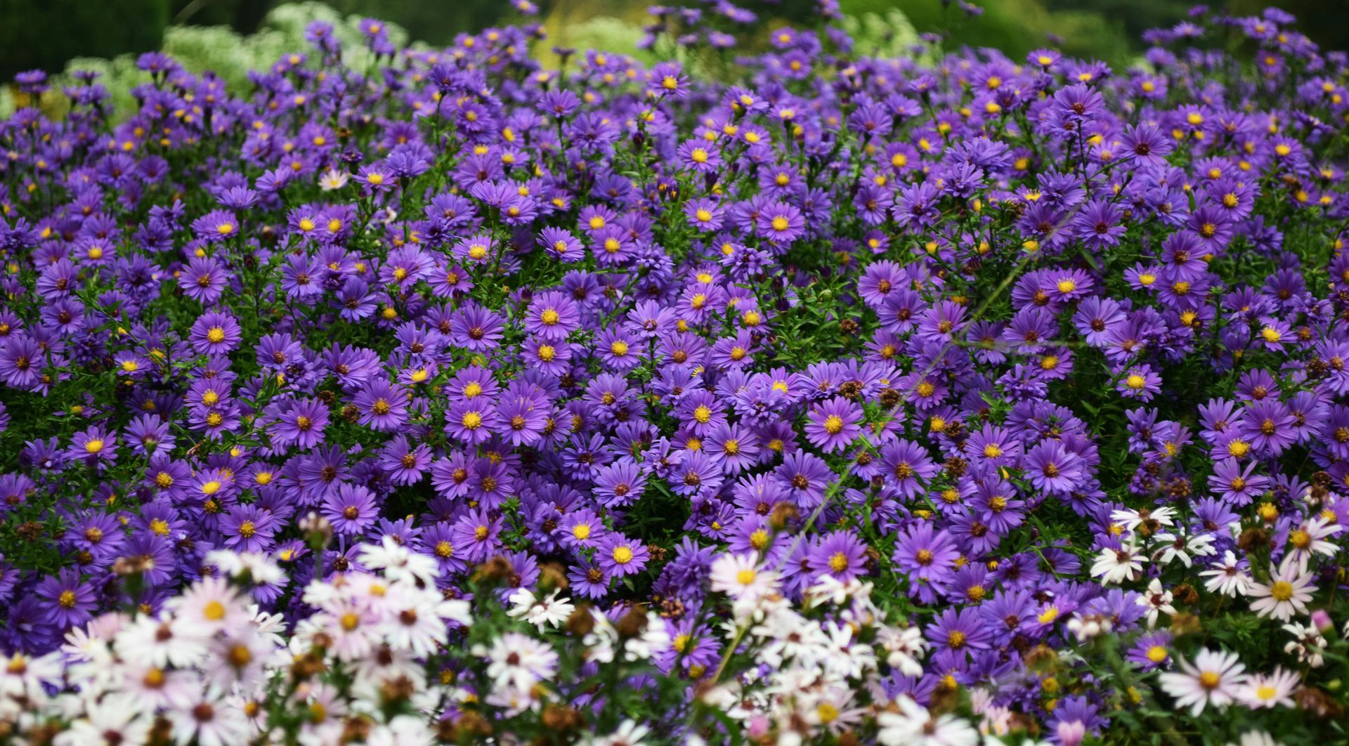 Purple aster flowers in full bloom, with white daisies at the bottom.