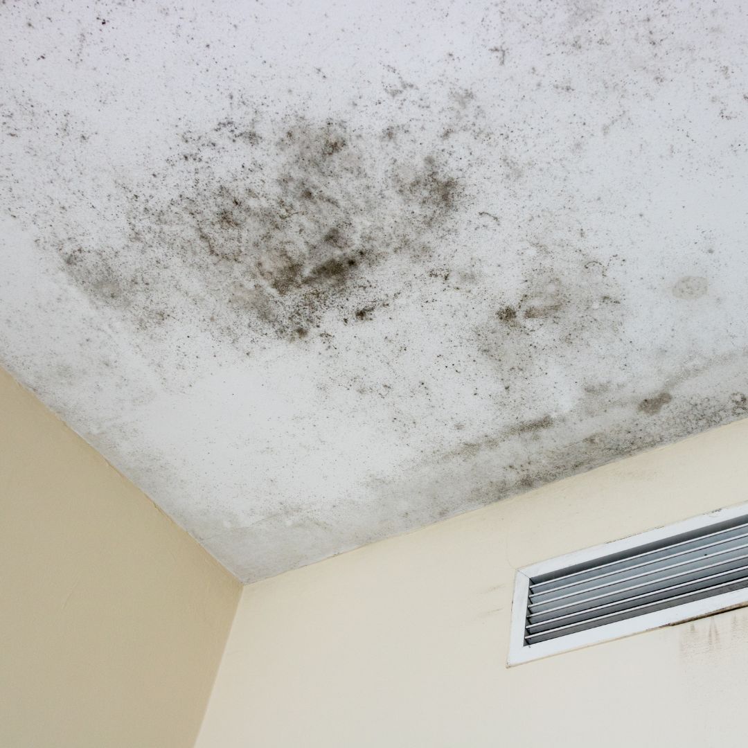 Black Mold on Ceiling 