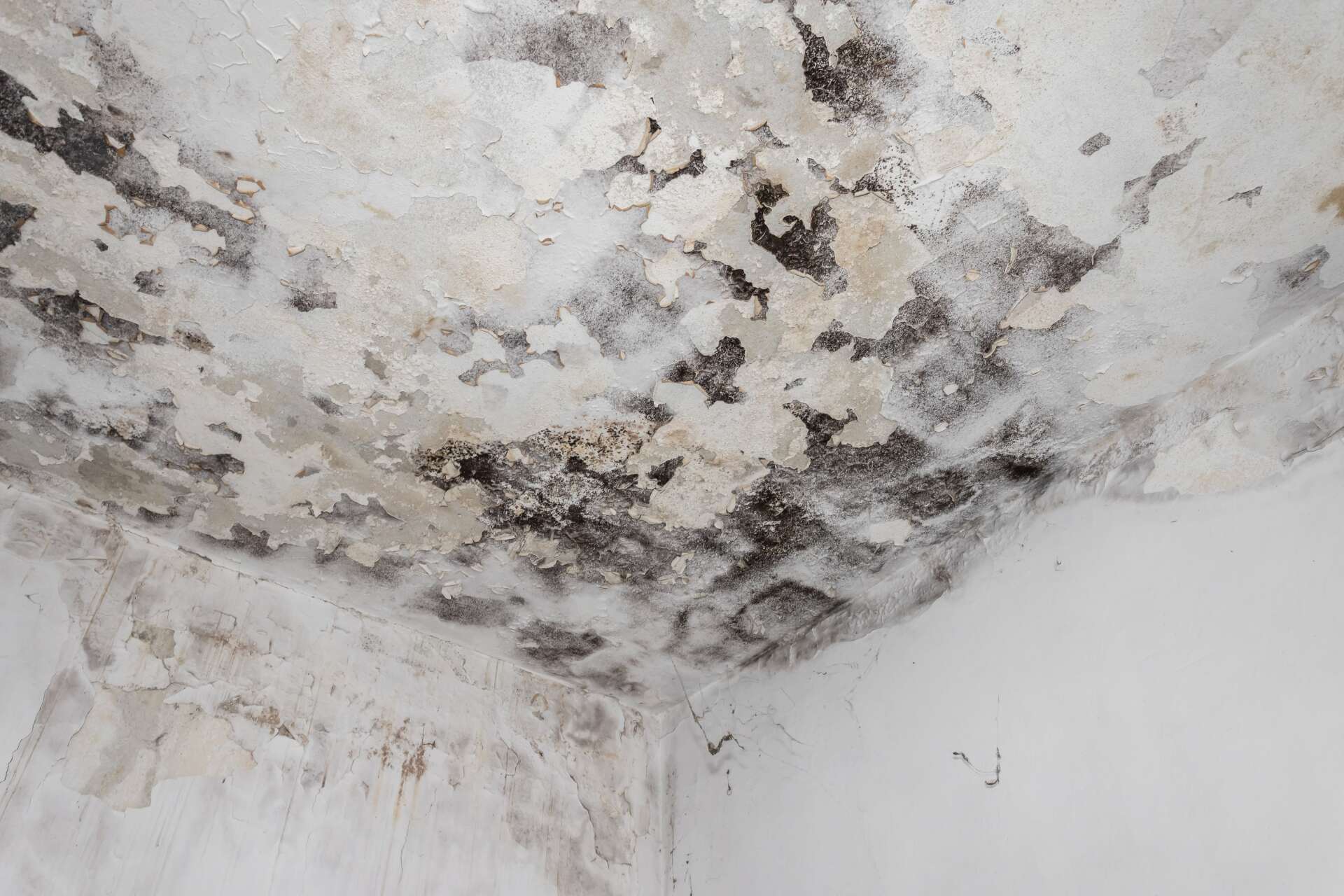 Is Black Mold on Bathroom Ceilings Dangerous