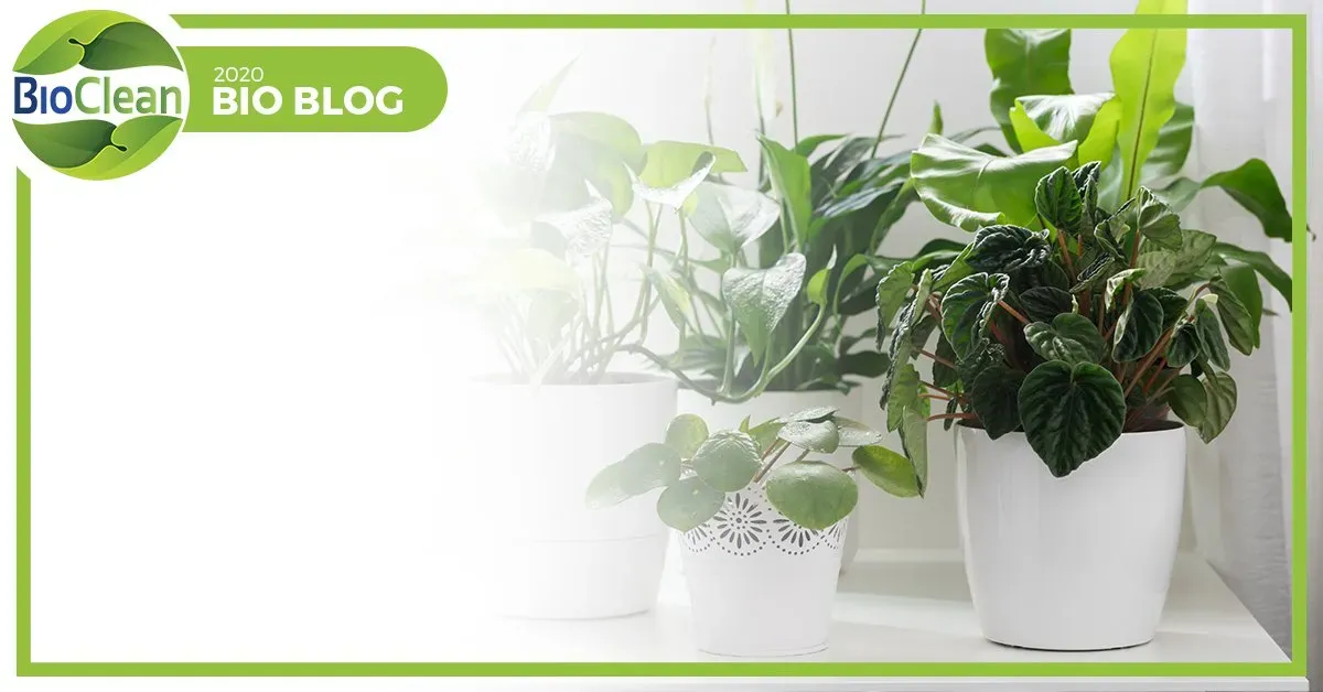 pilea peperomioides chinese money plant Pilea - Chinese Money Plant (Pilea peperomioides)