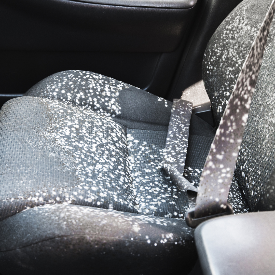10 Ways to Ensure Your Car is Mold-Free