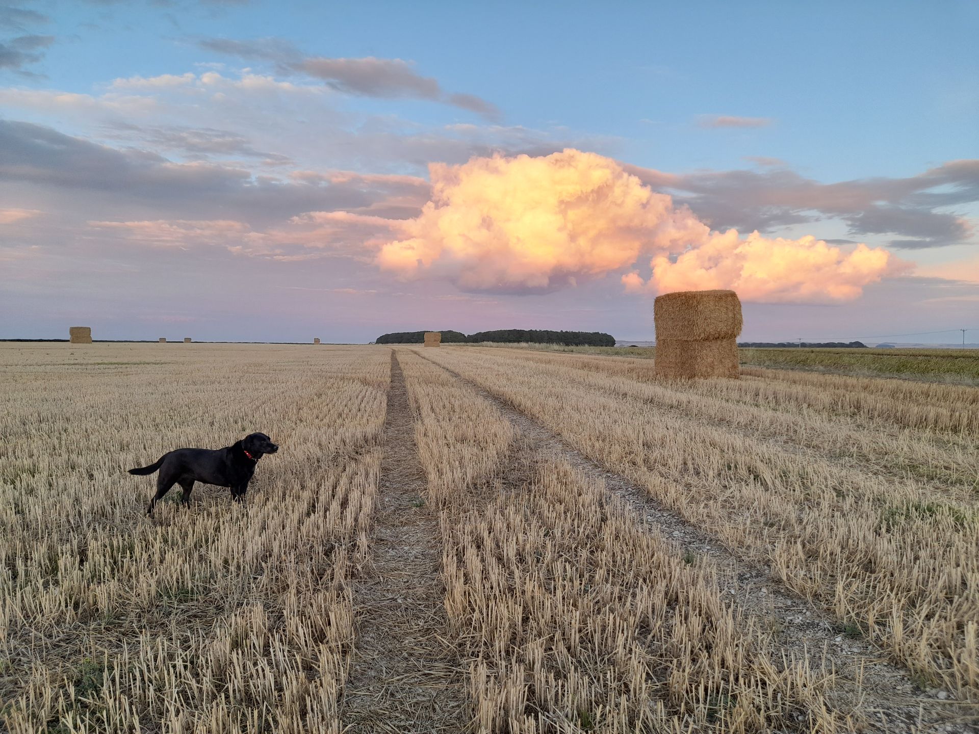 Scenic walking path through rolling Yorkshire Wolds countryside