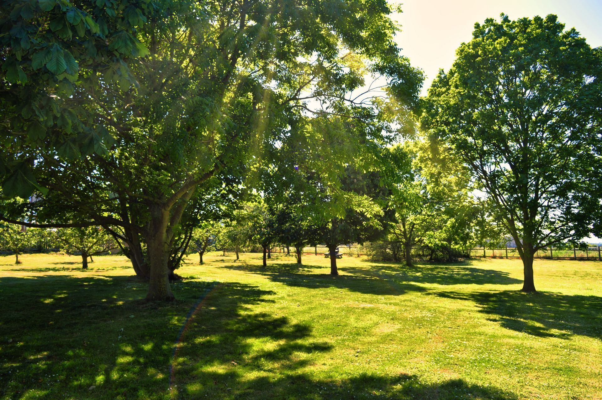 A lush green field with trees and grass on a sunny day
