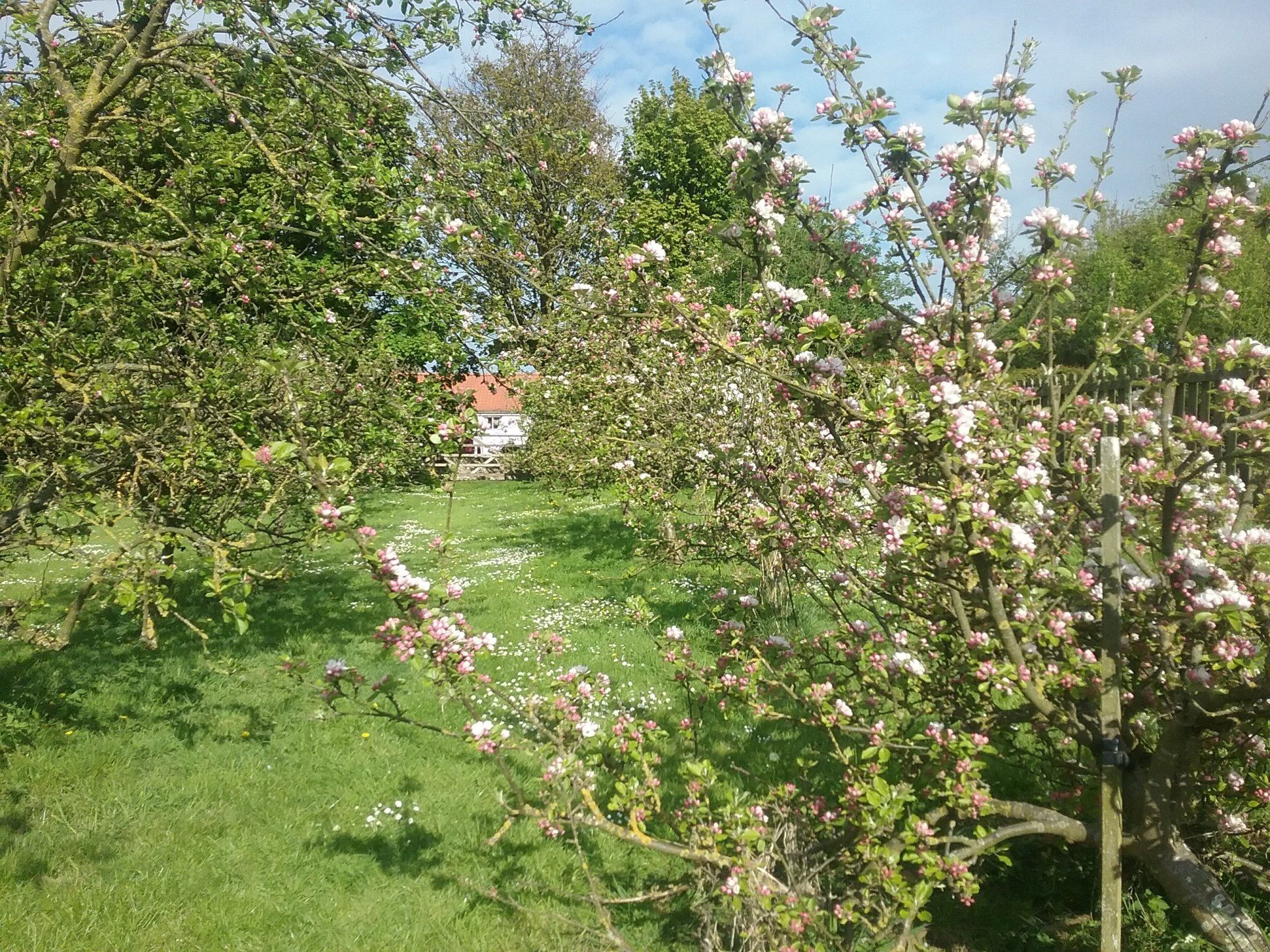 A lush green field surrounded by trees and flowers.