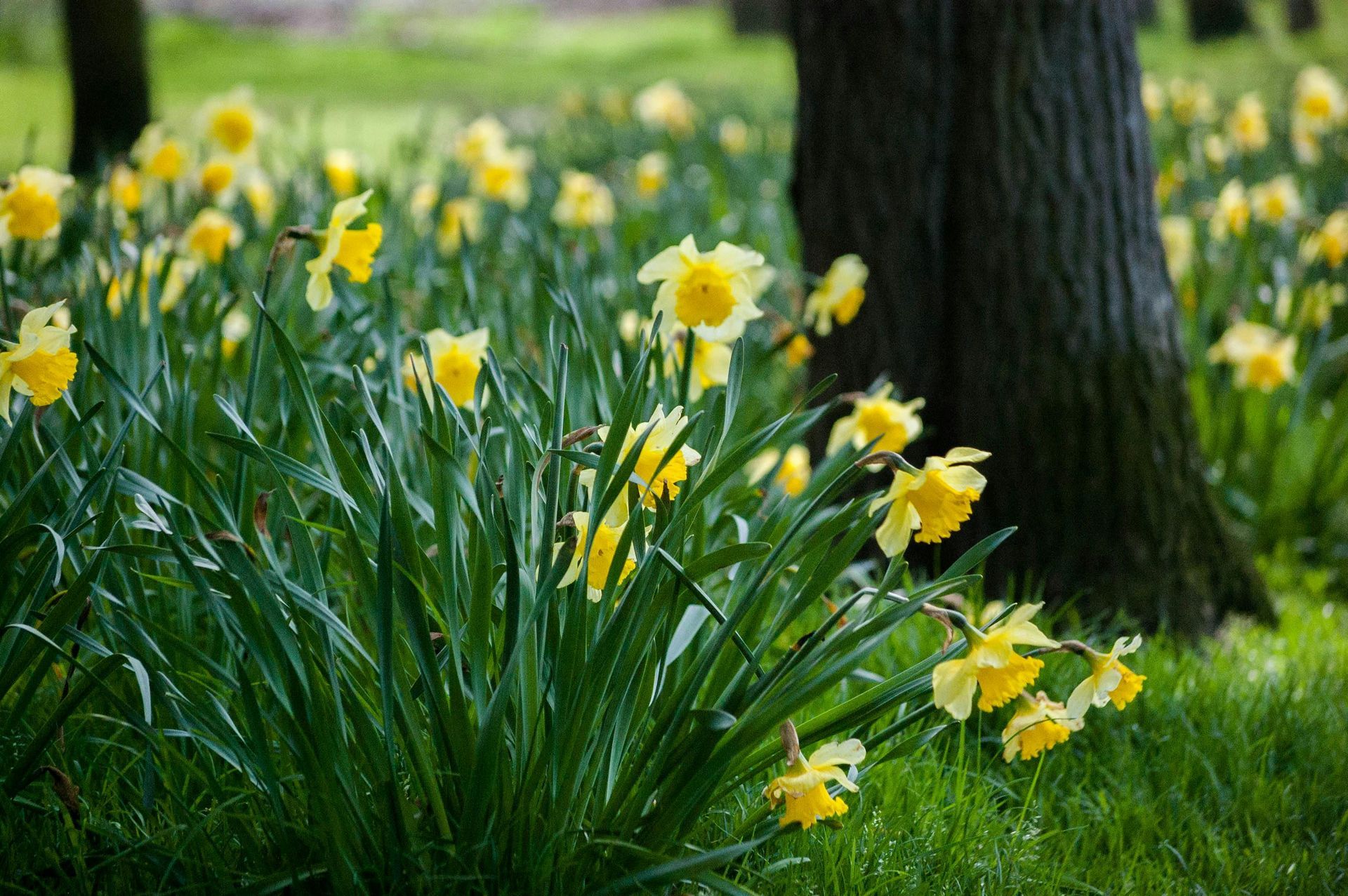 Spring daffodils in yorkshire wolds