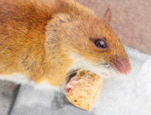 Rodent Eating Bread Crumb — Lisle, IL – Jim Dhamer Plumbing and Sewer, Inc.