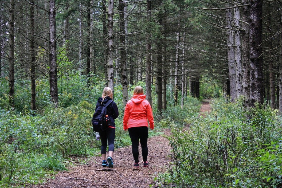 Coaching wandeling in het bos bij Soest gericht op werkplezier, regie en inzetbaarheid
