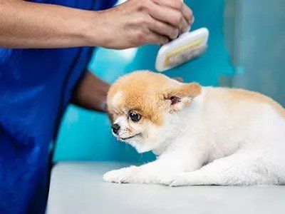 toelettatura cane di piccola taglia