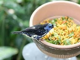 uccellino nero e bianco con testa celeste