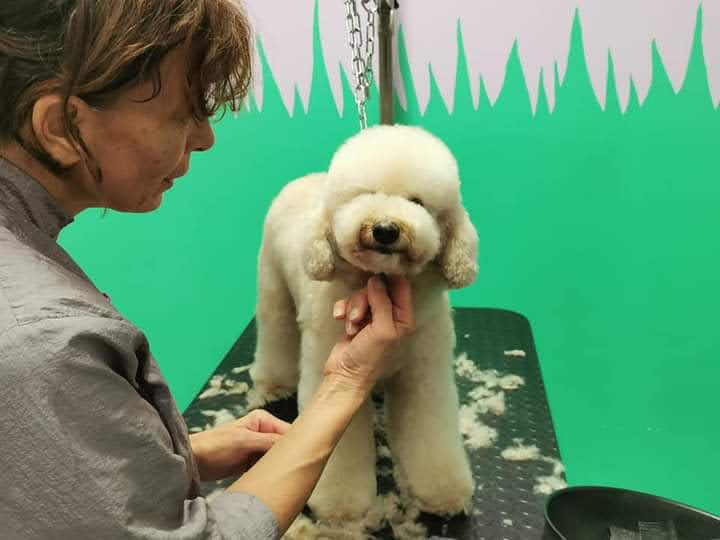 toelettatura barboncino champagne