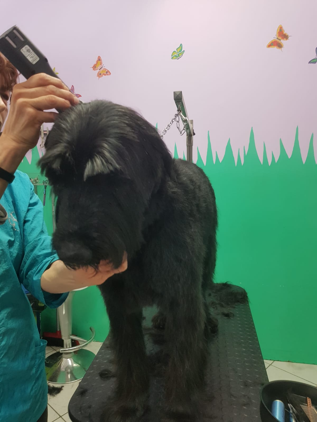 toelettatura cane nero