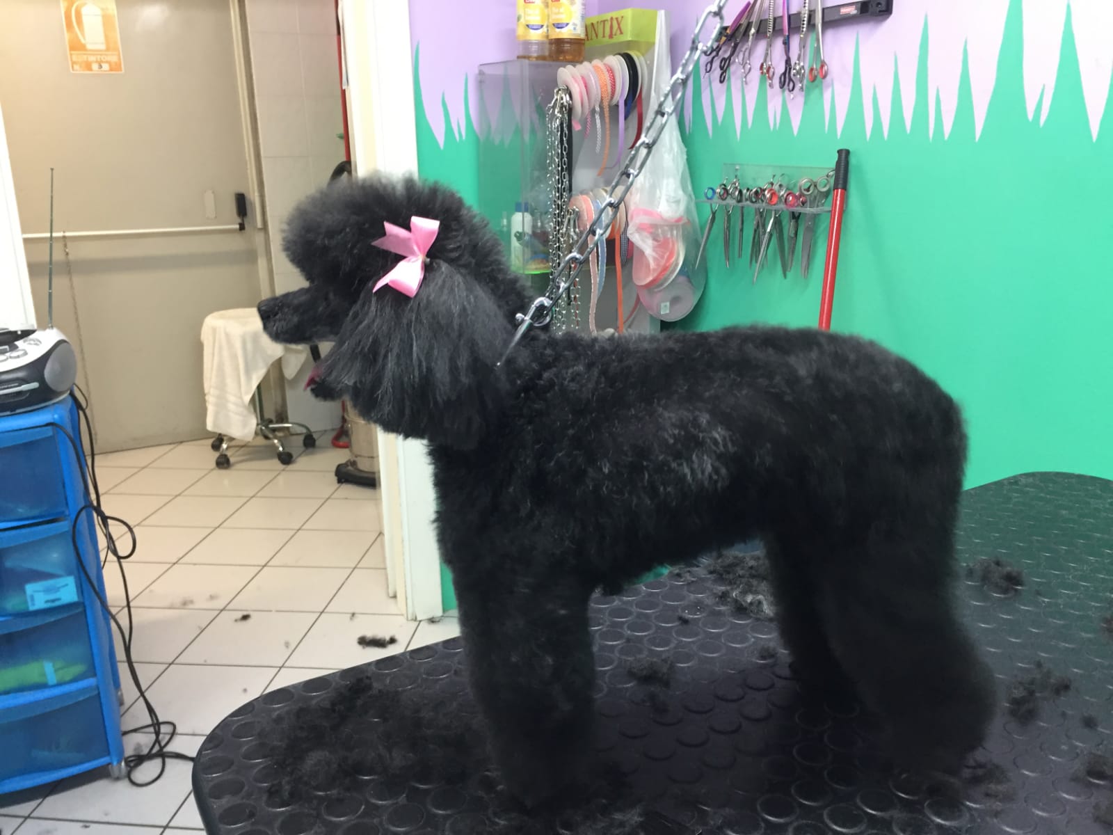 toelettatura barboncino nero femmina