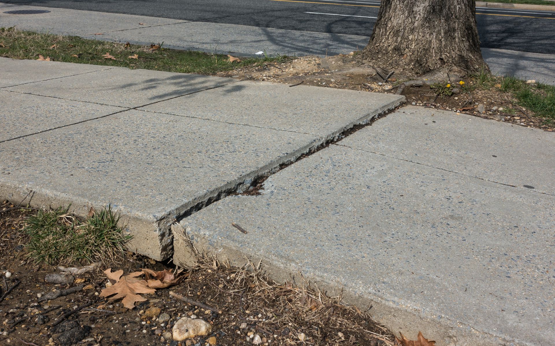 Damaged concrete sidewalk raised by tree roots, creating a tripping hazard.