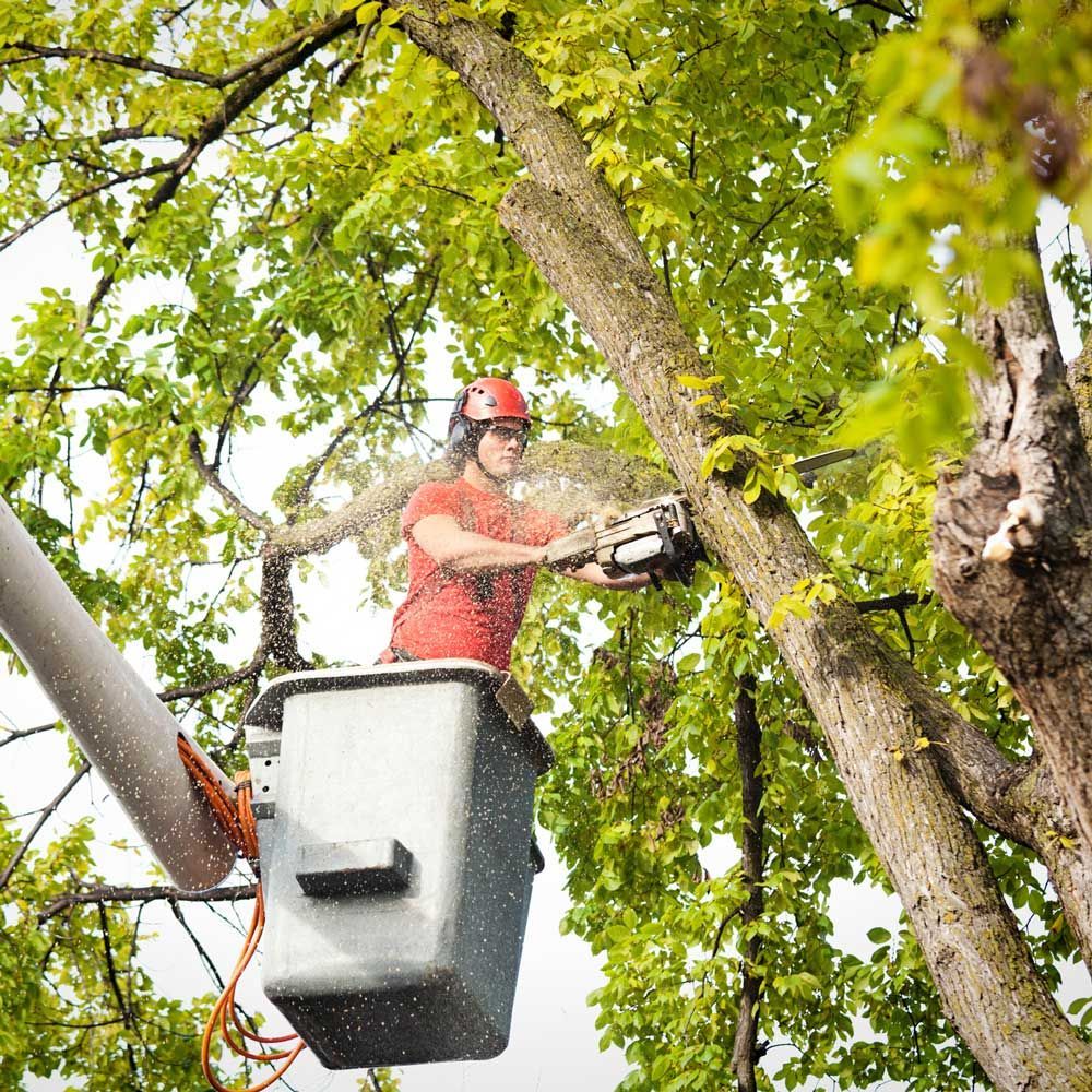 Man Cutting the Tree — Marietta, GA — Ace Tree Surgery Inc.