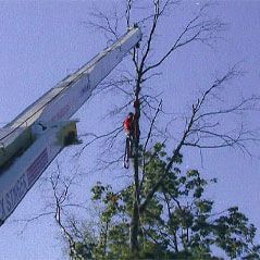 Crane Holding the Arborist — Marietta, GA — Ace Tree Surgery Inc.