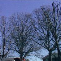 Old Trees — Marietta, GA — Ace Tree Surgery Inc.