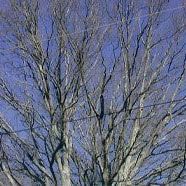 Bare Tree — Marietta, GA — Ace Tree Surgery Inc.