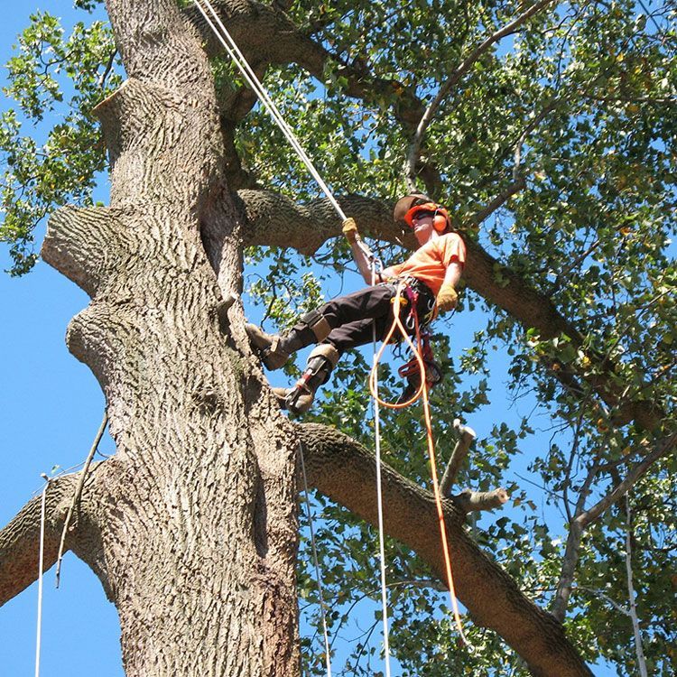 Man on A Tree — Marietta, GA — Ace Tree Surgery Inc.