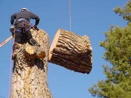 Arborist Cutting the Tree — Marietta, GA — Ace Tree Surgery Inc.