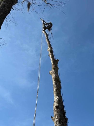 A person harnessed to a tall, limbed tree trunk, high against a bright blue sky, with climbing ropes hanging down.