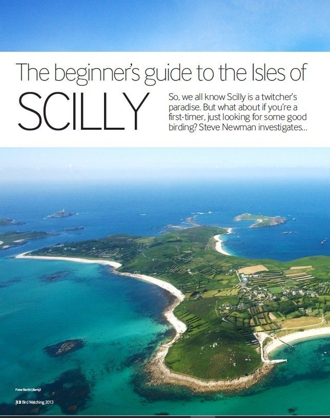 Birding in the Isles of Scilly