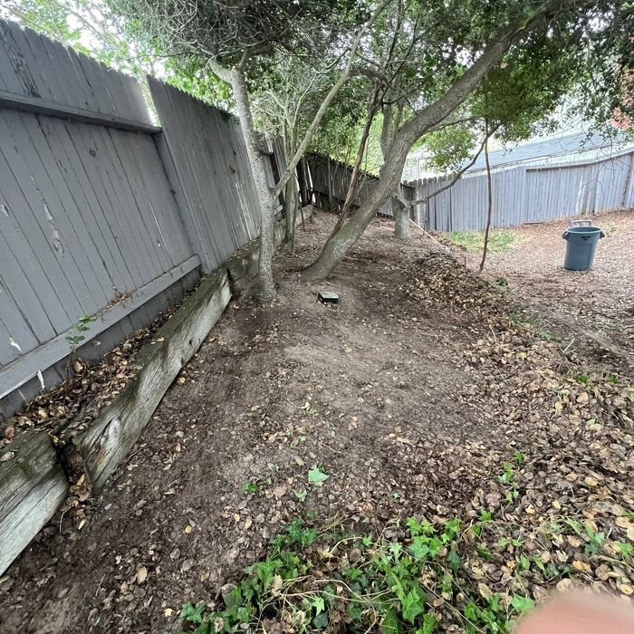 Backyard with gray wooden fences, trees, and ground covered in leaves.
