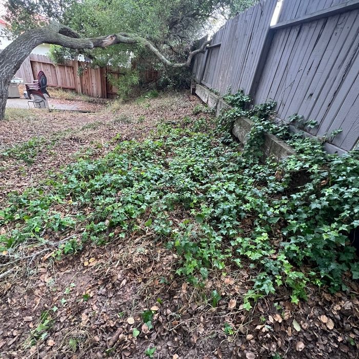 Overgrown backyard with ivy covering a hillside near a wooden fence and tree.